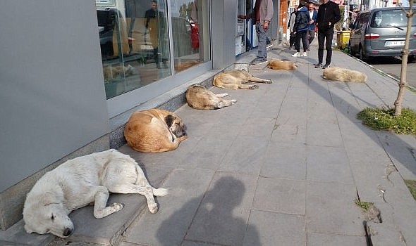 Köprülü Belediyesi, Sokak Hayvanları için gece düzenliyor