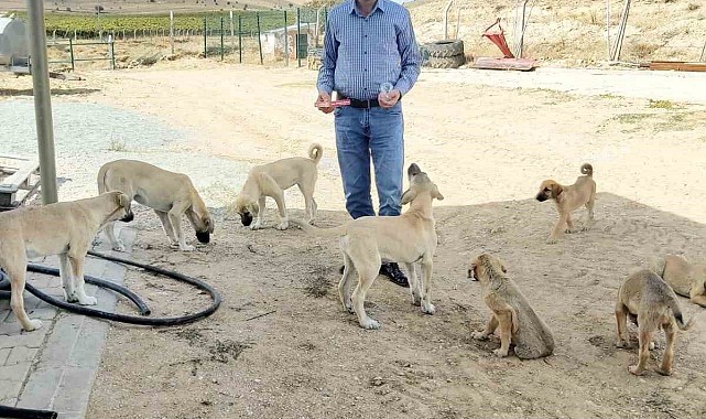 Köy muhtarının hayvan sevgisi: Çeyrek asırdır sahipsiz köpekleri besliyor