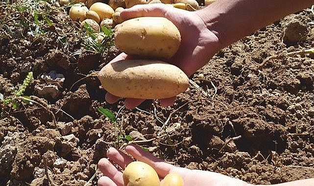 Köylerde patates sökümü başladı