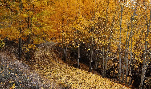 Sonbaharın görsel şöleni