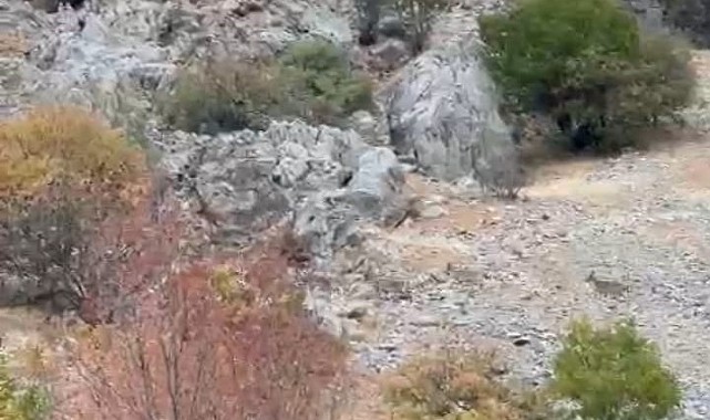 Yaban keçileri sürü halinde görüntülendi