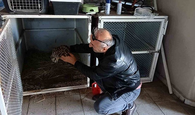 Yaralı bulduğu Kızıl Kartal'ı DKMP'ye teslim etti