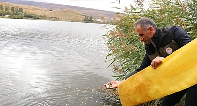 Yavru sazanlar Çıldır Gölüne bırakıldı