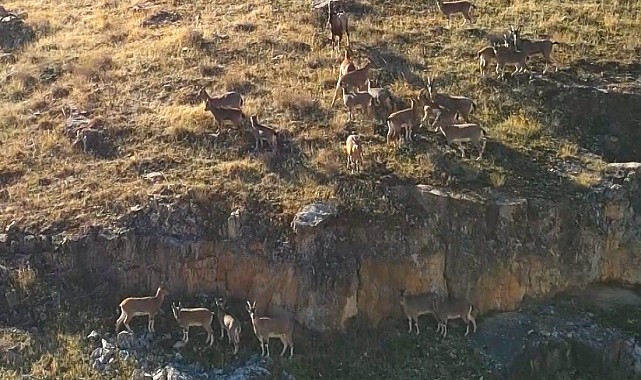 9 milyon yıllık kanyondaki dağ keçileri dron ile görüntülendi