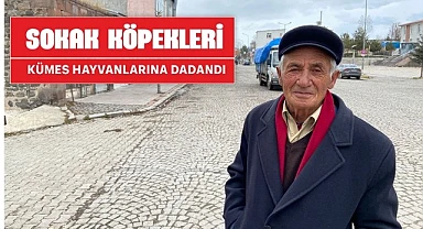 Aç kalan sokak köpekleri ‘kaz-tavuk’ ne varsa götürmeye başladı