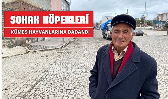 Aç kalan sokak köpekleri ‘kaz-tavuk’ ne varsa götürmeye başladı