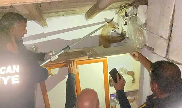 Apartmanın çatısında mahsur kalan tilkiyi itfaiye kurtardı