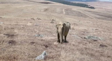 Ardahan'da kaçak Fil yavrusu!