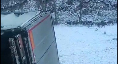 Ardahan’dan giden hayvan yüklü tır devrildi