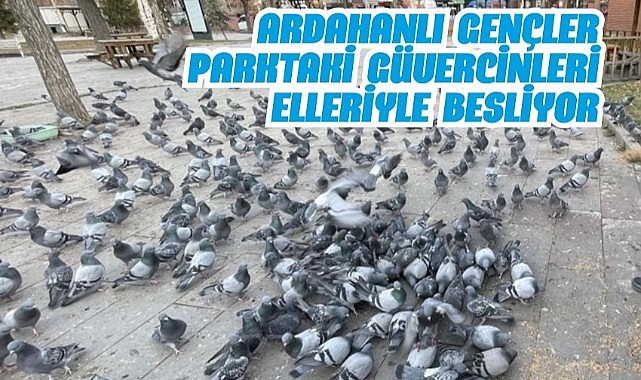 Ardahanlı gençlerin güvercin sevgisi