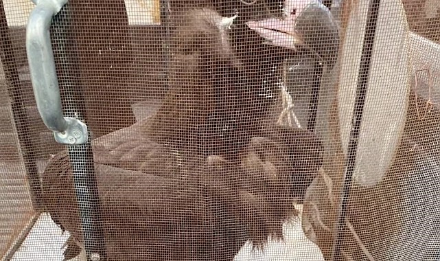 Bakıma muhtaç Kara Akbaba tedavi altına alındı