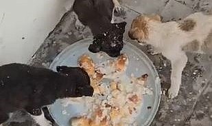 Donmak üzere olan yavru köpekler kurtarıldı