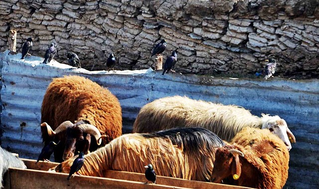 "Erzurum'da hayvan yetiştiriciliğinin güçlü yanları var"