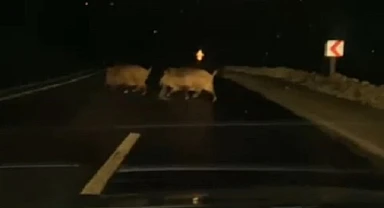 Fil’den sonra domuz sürüsü görüldü
