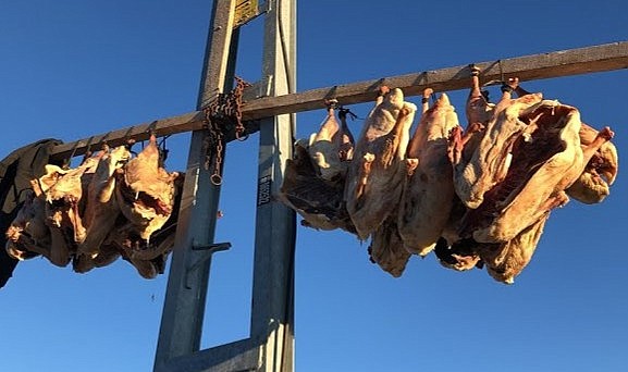 Kar yağmadı Kazlar kesildi