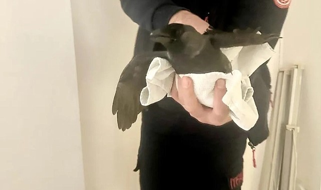 'Karga kurtarma operasyonu'