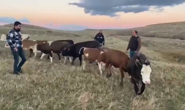 Kars'ta hayvan hırsızlarına geçit yok