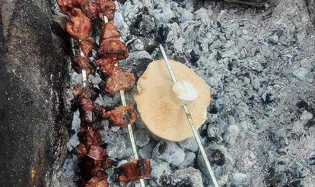 Kasım ayında mantar topladılar