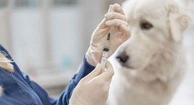 Kuduza karşı havadan ilaçlama başladı