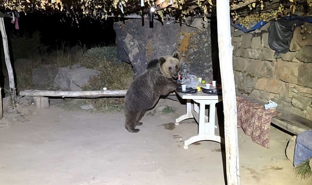 Nemrut’a pikniğe giden gençlere ayı sürprizi