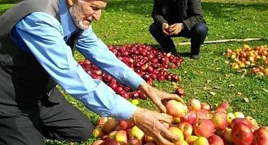 Posof'un kırmızı elması tezgahlardaki yerini aldı