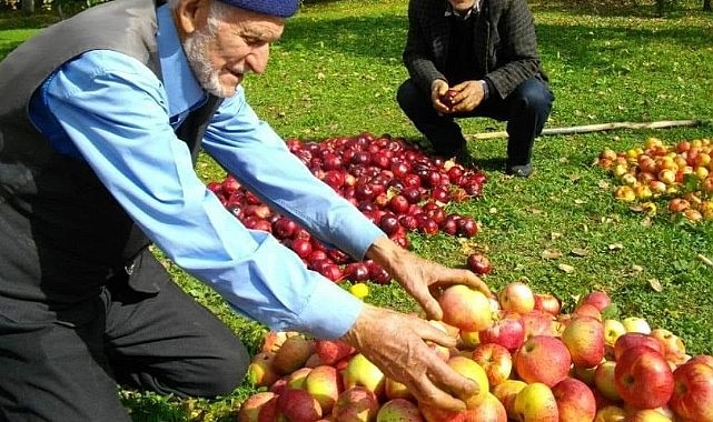 Posof'un kırmızı elması tezgahlardaki yerini aldı