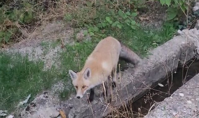 Tilki ilçeyi mesken tuttu