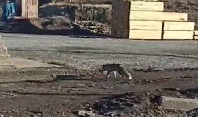 Tilki şehre indi