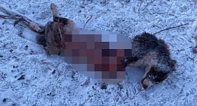 Aç kalan kurtlar şehir merkezine indi