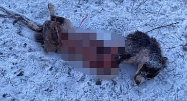 Aç kalan kurtlar şehir merkezine indi