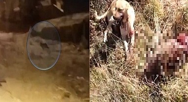 Aç kalan kurtlar ve domuzlar şehir merkezlerine inmeye başladı