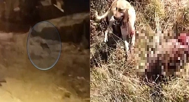 Aç kalan kurtlar ve domuzlar şehir merkezlerine inmeye başladı