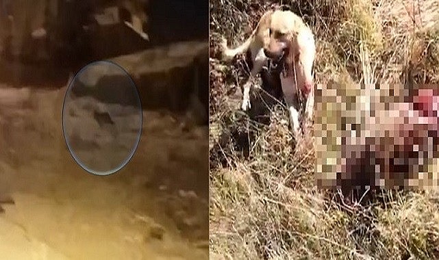 Aç kalan kurtlar ve domuzlar şehir merkezlerine inmeye başladı