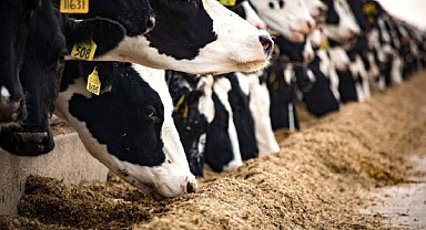 Ardahanlı çiftçiler dikkat; Destek başvurularında son gün yaklaşıyor!