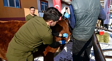 Aşılama buzağı ölümlerinin önüne geçecek mi?