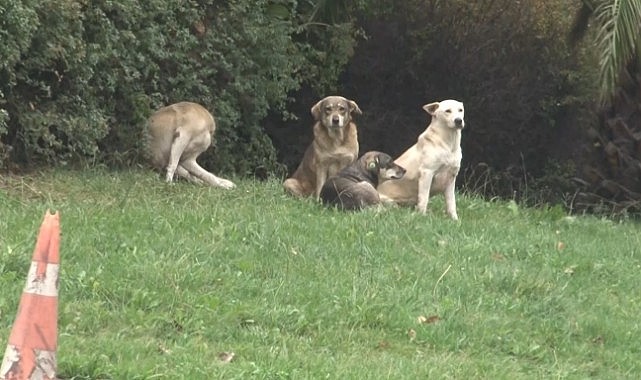 Başıboş köpek dehşeti