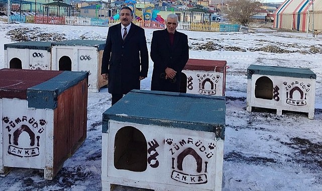 Başkan  Akkoç, sokak köpeklerini barınaklarına kavuşturdu