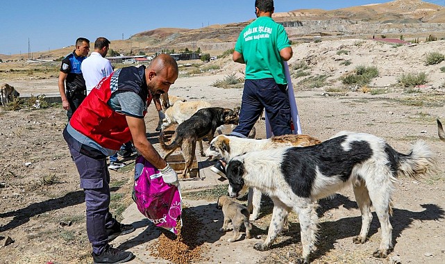 Bir yılda 10 bin 595 sokak hayvanı tedavi edildi