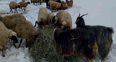 Çiftçilerin zorlu kış mesaisi