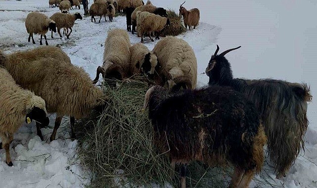 Çiftçilerin zorlu kış mesaisi