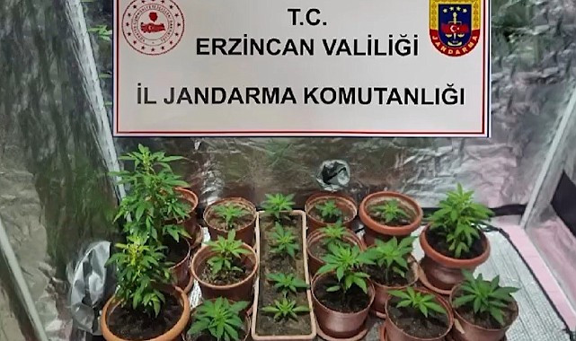 Evinde Hint keneviri yetiştiren 1 kişi gözaltına alındı