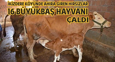 Hayvan hırsızları kış mesaisinde