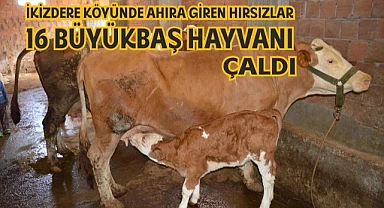 Hayvan hırsızları kış mesaisinde