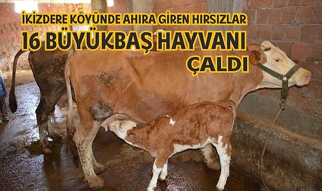 Hayvan hırsızları kış mesaisinde