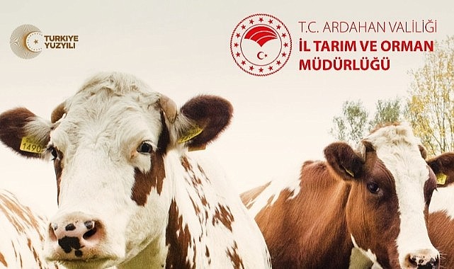 İl Tarım'dan buzağı desteği