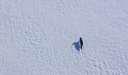 Kar üstünde yiyecek arayan tilki, dron ile görüntülendi