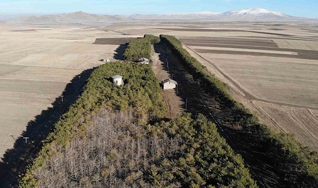 Kars'ta tarihi tren istasyonundaki çam ağaçları kuruyor