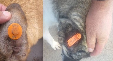 Köpekleri küpelediler, bırakıp gittiler!