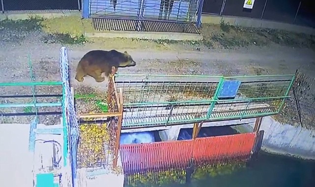 Özlenen kış gelmedi, ayılar kış uykusuna yatmadı