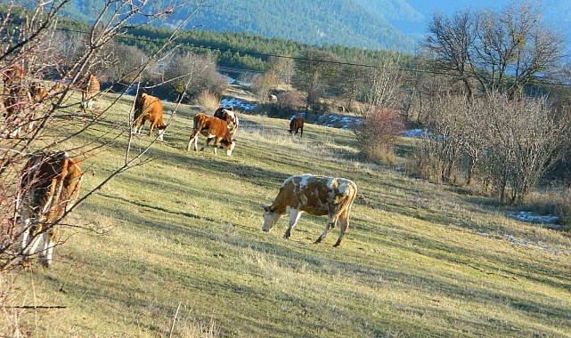 Posof'ta sonbahardan kalma günler